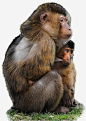 猴子妈妈怀抱着小猴子