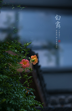 壹小格采集到元素素材（**）