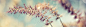 秋季燕麦背景高清素材 内衣 化妆品 女装 户外风景 海报背景 淘宝素材 淘宝背景 男装 童装 首饰 背景 设计图片 免费下载