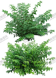 园林植物 【酷图网】园林植物,景观绿化,植物,花卉,绿化树种,园林景观,环境设计,园林设计