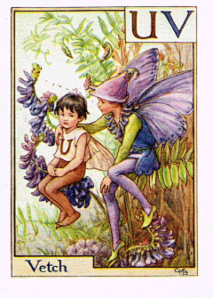 鹰眼龙雨采集到Cicely Mary Barker 画师