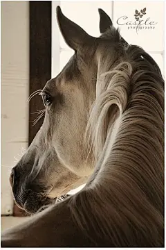 Arabian Horse Arabian Horse Show - Western Competition Egyptian Stallion Breeding