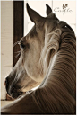 Arabian Horse Arabian Horse Show - Western Competition Egyptian Stallion Breeding