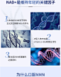 Healthycell生命汇美国NMN抗龄β-烟酰胺单核苷酸NAD+源基因修复-tmall.hk天猫国际