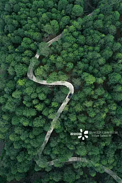 壁纸,森林,云南省,迪庆,自然图片素材