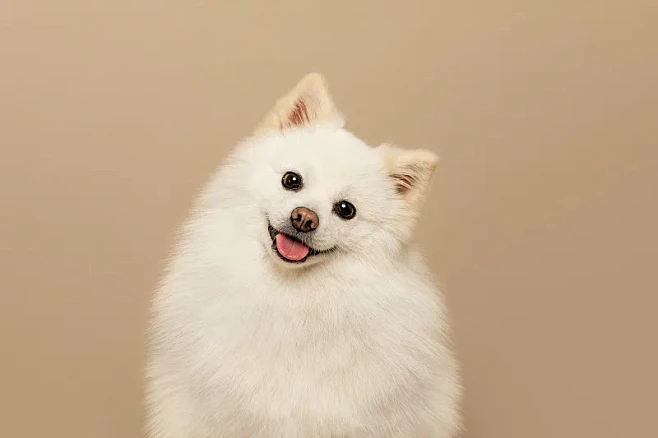歪头微笑的白色博美犬图片下载