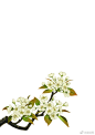 古风花卉素材   #可商用ps素材# #古风# #中国风# #水彩手绘# ​​​​