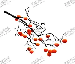冬季柿子素材 【酷图网】冬季柿子素材,手绘,手绘柿子,柿子图片,柿子图,柿子树,结霜的柿子,秋后的柿子,立秋,冬季,冬天,十一月,落叶,秋季,食物,水果,秋天,熟透了,红柿子,红色,橙色,水墨柿子,冬季海报素材,冬季海报设计