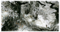 Man Arenas【The forest \the dwarf】