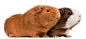 影棚拍摄,躺,家畜,豚鼠,并排_120377004_Two guinea pigs (9 months old)_创意图片_Getty Images China