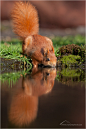Photograph Squirrel at our pond by Monique Bogaerts on 500px