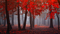秋天,森林,雾,树林,红色树叶,自然风景桌面壁纸