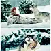 阿拉斯加雪橇犬