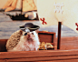 The Adventures Of Humphrey J Hedgehog : I work in the TV and film industry, so I wanted to take a cinematic approach to photographing my pet hedgehog. I use backdrops, create sets and props and use lighting to capture Humphrey as if he were in a movie sce