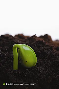 幼苗新芽-垂着头的植物嫩芽高清摄影桌面壁纸图片素材