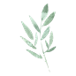 手绘水彩DIY花卉植物叶子免扣PNG透明背景图案 AI印刷矢量PS素材 (76)