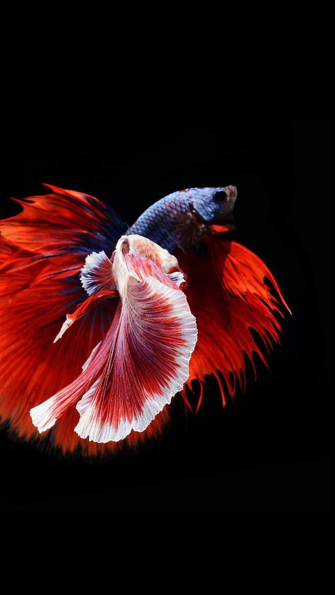 iphone6s斗鱼壁纸