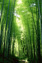 清新竹子竹林植物自然风景摄影图