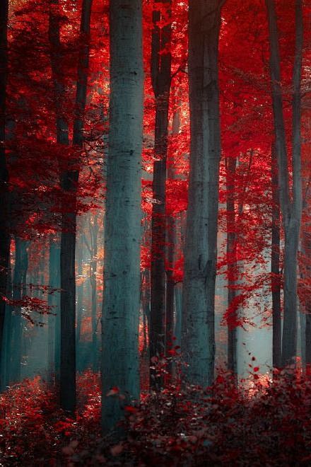 森林的肌理 | tumblr