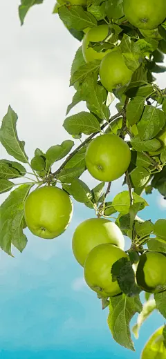 青苹果 手机壁纸 背景图