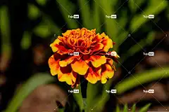 天鹅绒 花朵 花瓣 自然 夏天 花壁纸 花园 花卉背景 花卉