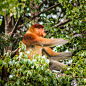 A male Proboscis Monkey, Malaysian Borneo