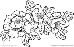 牡丹花
