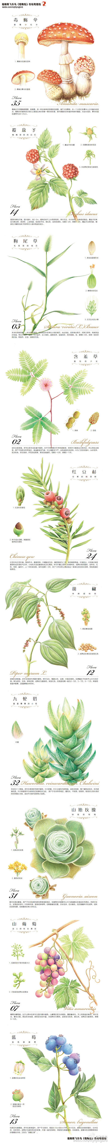 @飞乐鸟