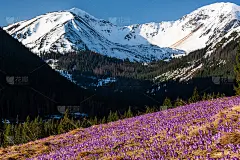 春季贺山草地上盛开的野生番红花