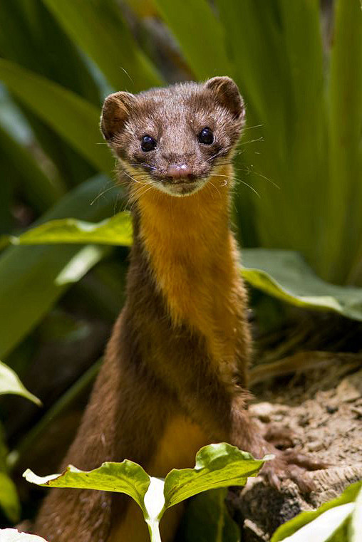 食肉目鼬科鼬属黄腹鼬