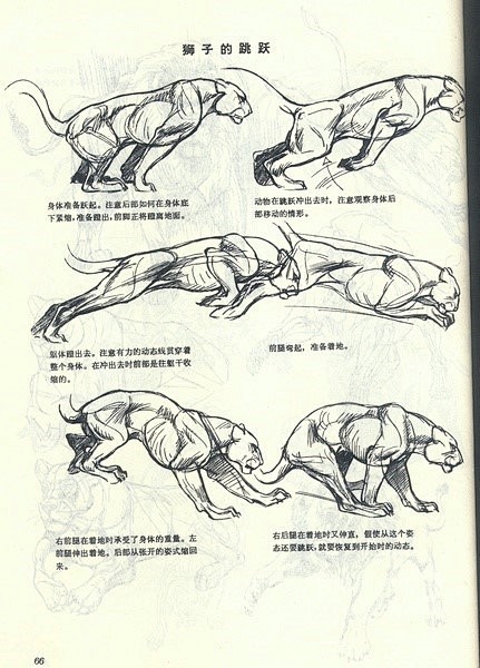 狮子
赓•郝尔托格伦《动物画技法》