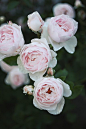 roses by AMM blog, via Flickr#春暖花开#