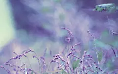 高清薰衣草桌面高清壁纸桌面壁纸2