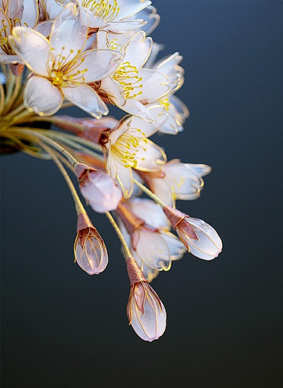 “ 精美的花卉发簪 ”

       ...