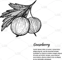 手绘矢量插图。带有醋栗的卡片或横幅。