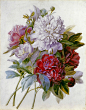 18世纪法国画家Pierre Joseph Redouté笔下的繁花。同时也是一位植物学家的Redouté，以善于描绘玫瑰、百合及石竹类花卉闻名于世，常被誉为“花之拉斐尔”，并被后人称为世上最伟大的植物学画家。