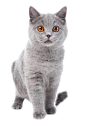 猫咪png (34)