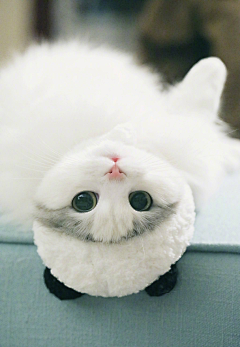 梅几采集到猫