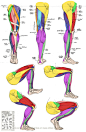 Anatomy - Leg Muscles by Canadian-Rainwater on deviantART