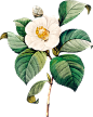 Flora-(7)