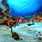 海底世界C4D创意模型海藻海葵珊瑚海星海草UnderWater