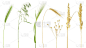 一组绿色和干燥的谷物穗孤立在白色的背景上。小麦，黑麦，大麦，亚麻，燕麦和芦苇的穗子。
