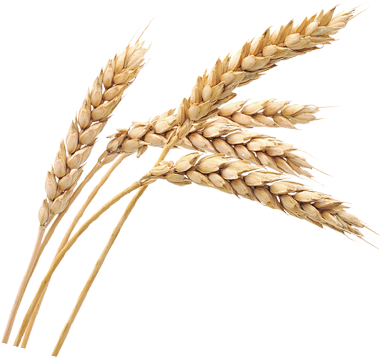 小麦PNG，麦穗，麦苗 金色麦田