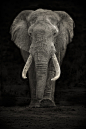 Addo Tusker