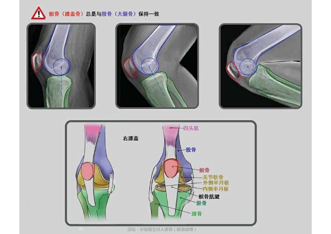 迈克尔汉普顿人体结构-腿