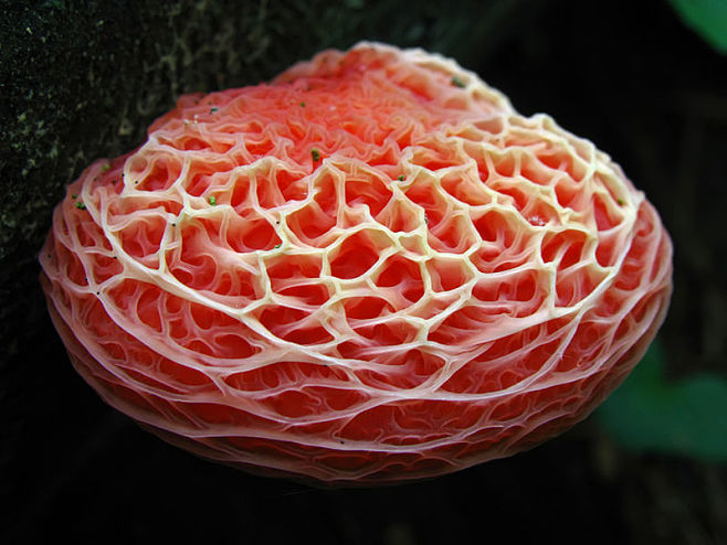鲜艳美丽的蘑菇