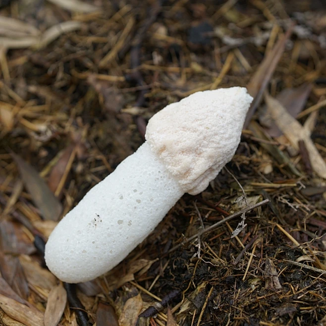贵州特产赤水野生竹荪250g精选天然无硫竹笙干货山珍竹笋-淘宝网图片_野生菌/相关素材图片素材-花瓣网