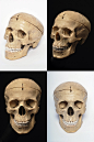 Human Skull Model Stock by stuff-stock