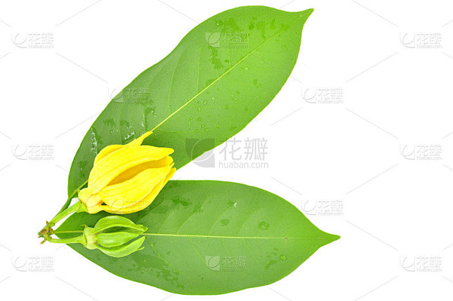 依兰花