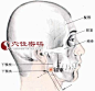 颊车穴的位置解剖分析图